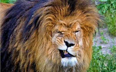 Winking lion