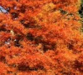 Amberglow Redwood Rree Pros and Cons, Growth rate, Care, Problems