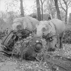 36 Amazing Historical Pictures. #9 Is Unbelievable - Circus elephants Kiri and Many move a wrecked car from a bombed out garage in Hamburg, 1945.