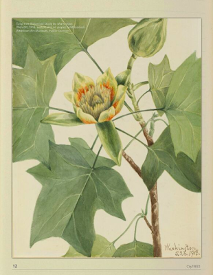 Screenshot from City Trees, Sept/Oct 2022, of a Tuliptree botanical study of a stem showing open flower, leaves, and a bud.,