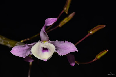 Dendrobium tortile care and culture