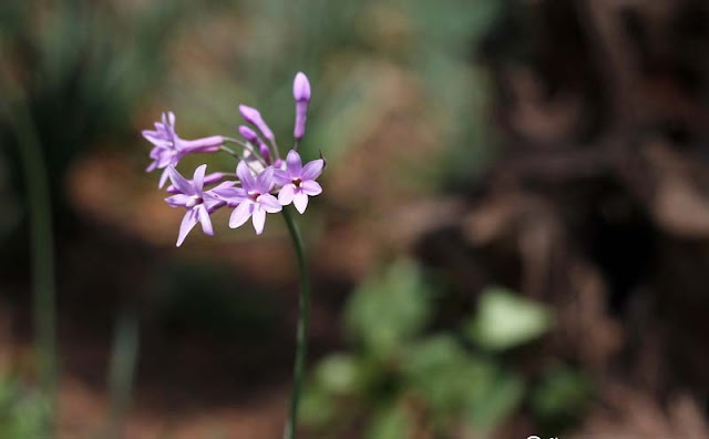 Society Garlic Flowers Pictures