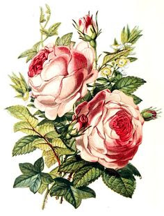реалистичен рисунок розы