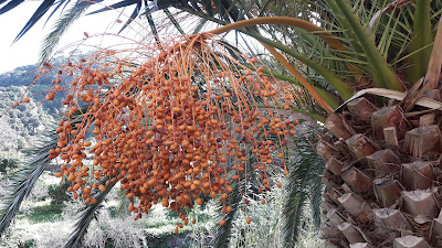 Phoenix canariensis - Palmae / Palmera Canaria