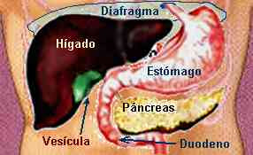 Ubicación del hígado en el cuerpo