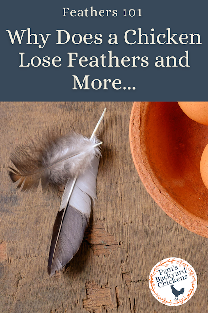 Why does a chicken lose feathers? There are so many questions about chicken feathers. Here’s a helpful guide to answer those questions and more…