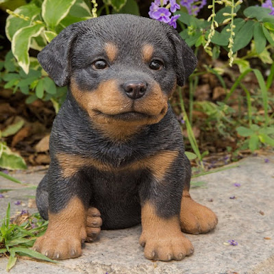 Miniature Rottweiler Puppies For Sale Near Me