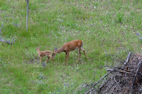 doe and fawn in wildflower field