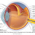 Basic Anatomy And Physiology Of The Human Visual System (Eye Anatomy)