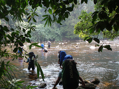 Tropical rainforest