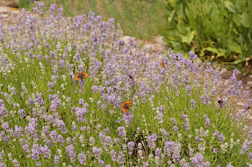 Summer flowers at Caste Acre Priory