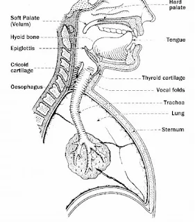 draw and label the organs of speech