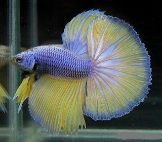 JOE S AQUAWORLD FOR EXOTIC FISHES MUMBAI INDIA 9833898901 