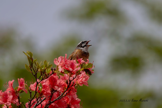 徳仙上山で出会った野鳥　ツツジの花にホオジロ