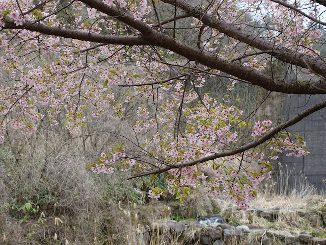 別所川渓流植物園　カワヅザクラ（河津桜）