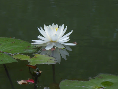 山田池公園 スイレン池