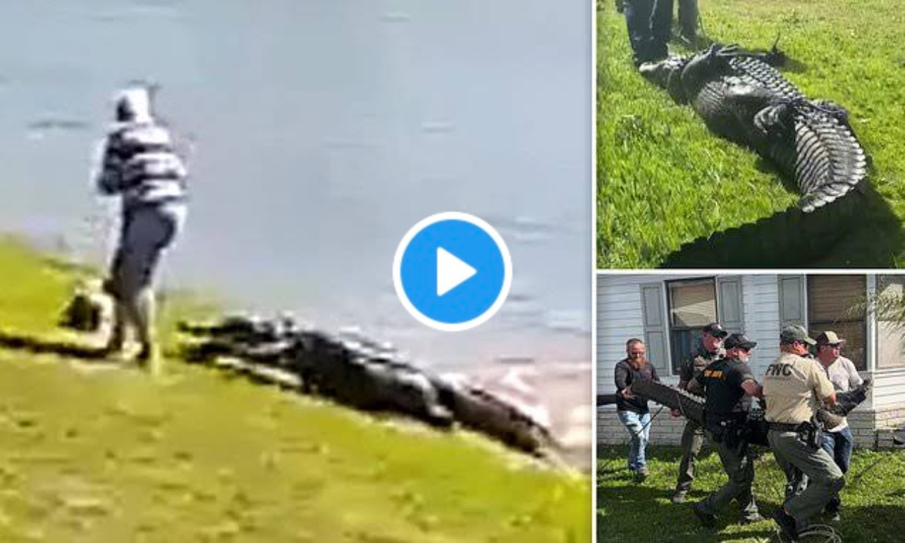 Watch Alligator Attack Florida Video | Woman Attacked By Alligator Viral Video