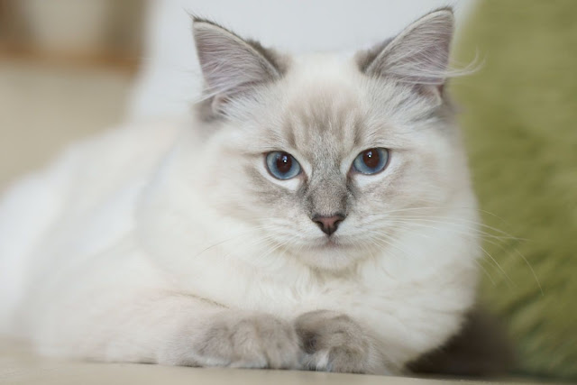 best siamense ragdoll cat