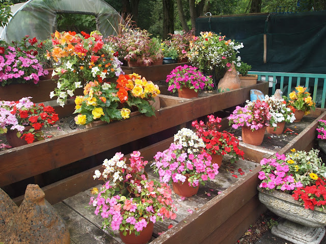 Flowers at Paradise Wildlife Park in Hertfordshire