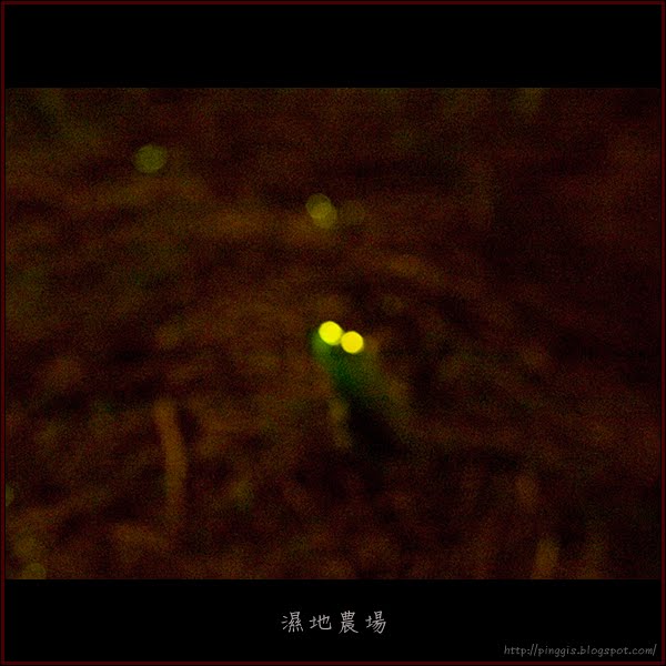 濕地農場螢火蟲