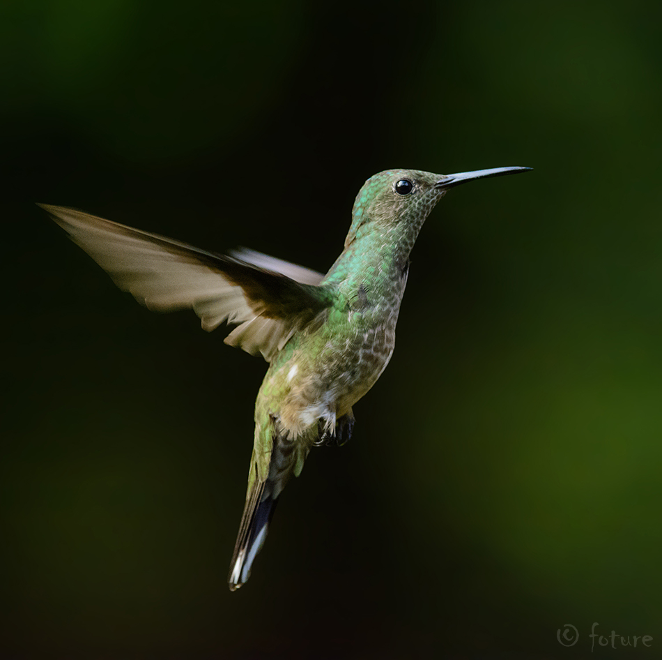 Campylopterus cuvierii, Scaly-breasted Hummingbird, koolibri, Phaeochroa, Cuvier's Sabrewing