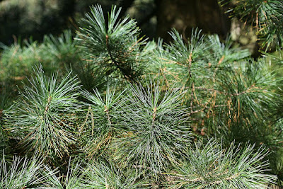 Pinus koraiensis - Korean pine care and cultivation