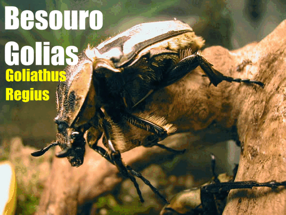 Besouro Golias - Goliathus Regius