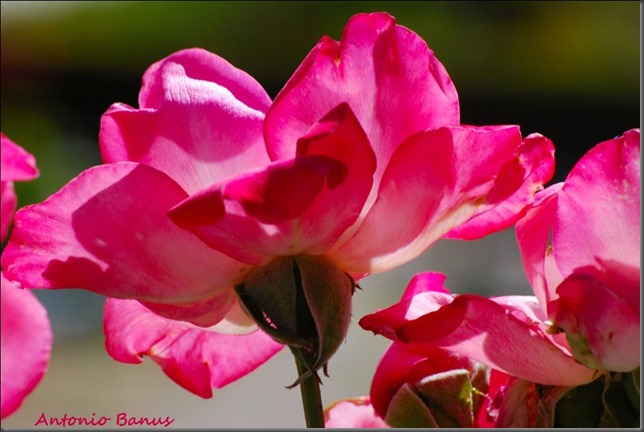 3 DSC_1774 x
