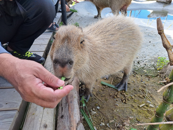 屏東恆春墾丁鹿儿島水豚生態園區日式造景，還有水豚、山羊、梅花鹿