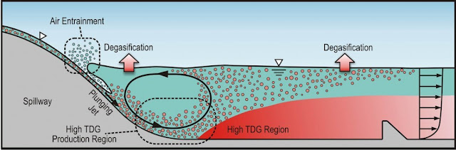 graphic showing that as water plunges over a dam it can trap air and concentrate supersaturated water at the bottom just below the spill area