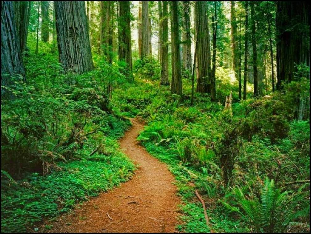 Redwood National Park: Travel the amazing park with the tallest living things