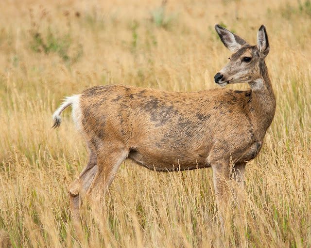 Mule deer, Roxborough State Park