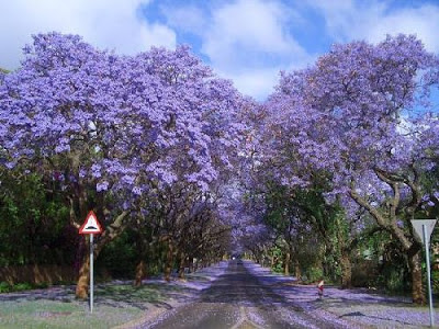 perjalanan di jacarandas afrika selatan