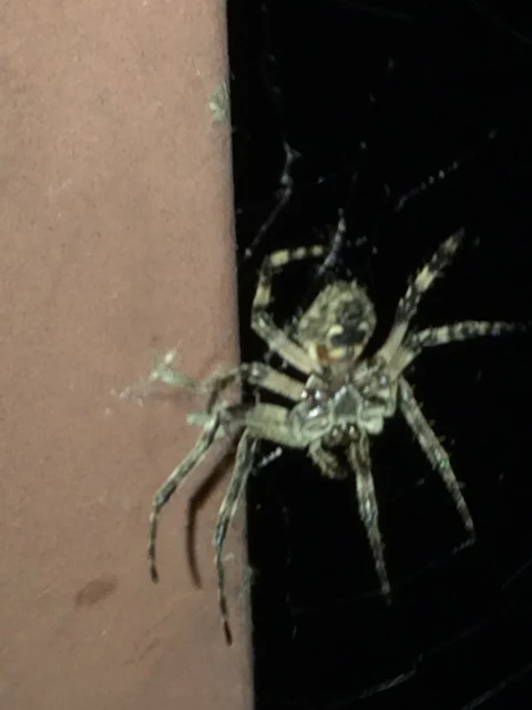 Spider in web at night in Eugene Oregon