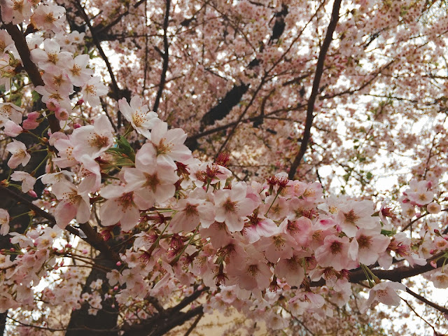 雨空でも意外に桜はまだまだ咲いてる