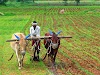 Agriculture in India- a business perspective(part 2)
