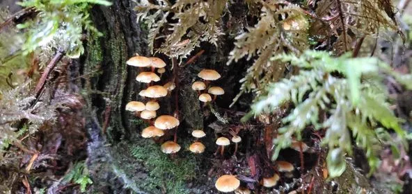Fall Mushrooms Around Sayward