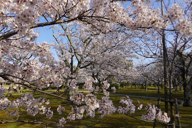 鳥取県米子市西町　港山公園　満開のソメイヨシノ桜