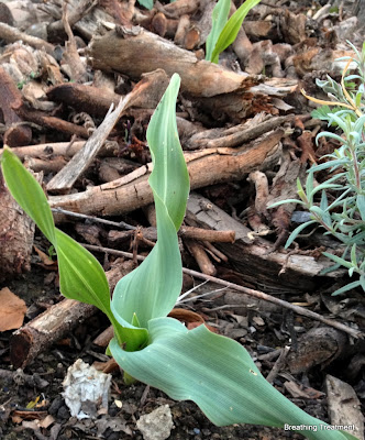 Chlorogalum pomeridianum (Soap Root)