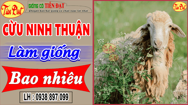 Giá cừu Ninh Thuận giống hiện nay bao nhiêu tiền 1kg