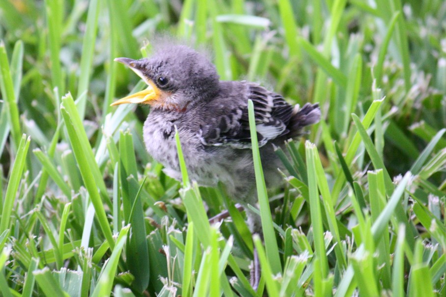 florida state bird. Florida State Bird (Mockingbird amp; Baby)
