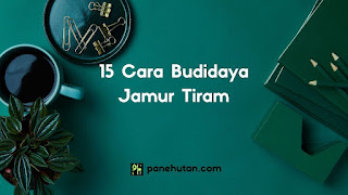 15 Cara Budidaya Jamur Tiram