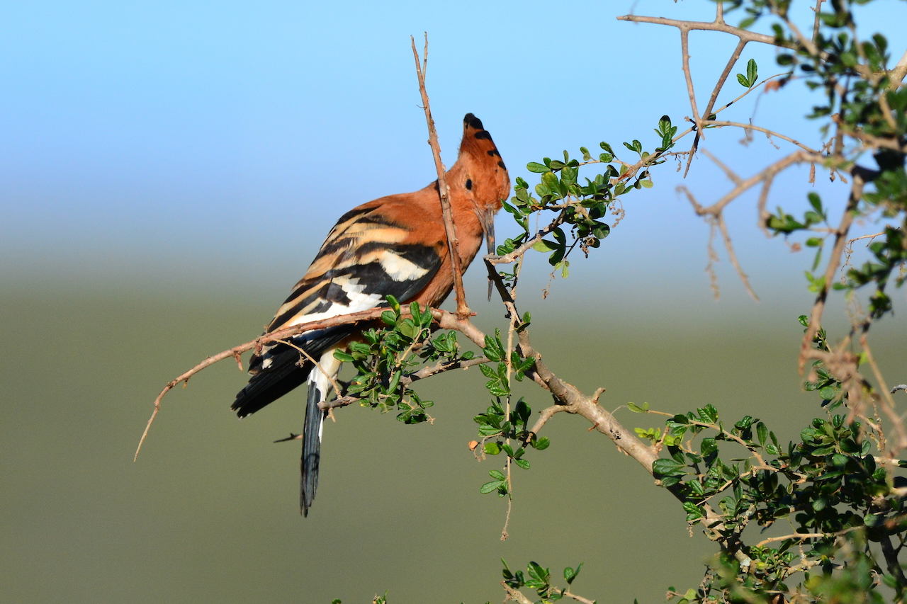 Upupa epops africana