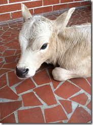 head