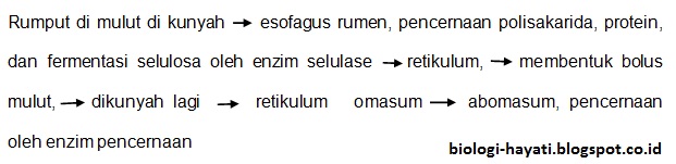  Perjalanan makanan pada pencernaan hewan ruminansia