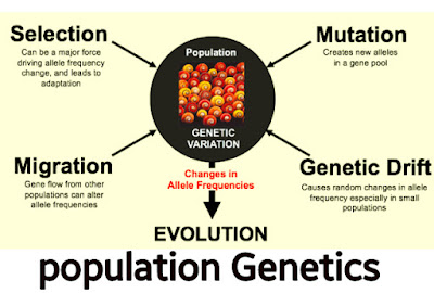 Population Genetics images