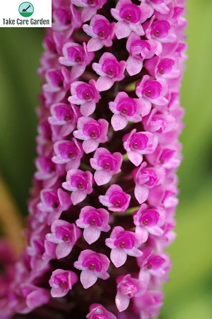 Orquídea-escova-de-mamadeira Arpophyllum giganteum: uma espécie neotropical naturalizada