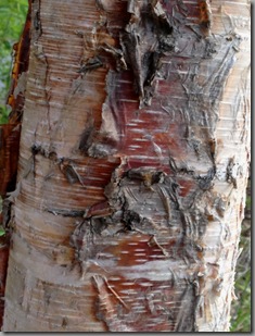 birch bark