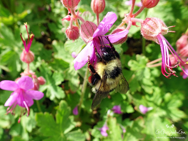 Bee photos