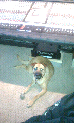 Studio dog